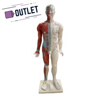 Modèle anatomique du corps humain masculin 85 cm - OUTLET