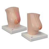 Modèle anatomique du sein féminin L56. Anatomie mammaire réaliste pour l'enseignement et la formation.