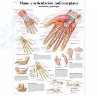 Fiche d'anatomie : main et articulation radiocarpienne
