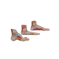 Exposition réaliste du pied (plat, normal et creux)