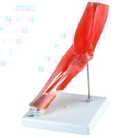 Articulation du coude (huit pièces)