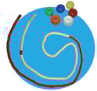 Corde de couloir aquatique Roma (Donut) avec corde et mousqueton (25 mètres)