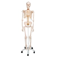 Fred Deluxe Anatomical Skeleton - Squelette flexible sur support à cinq pattes avec roues