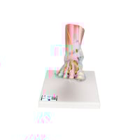 Modèle de squelette de pied avec ligaments et muscles