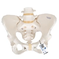 Modèle anatomique du squelette pelvien féminin flexible