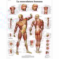 Fiche d'anatomie : Musculature humaine