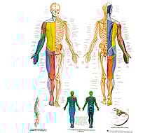 Films anatomiques Films anatomiques