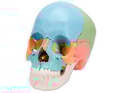 Modèles anatomiques Modèles anatomiques