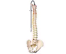 Colonne Vertrebral Colonne Vertrebral