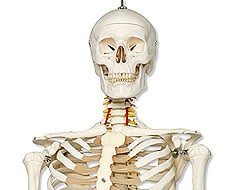 Squelettes Squelettes