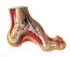 Matériel d'enseignement de la podologie