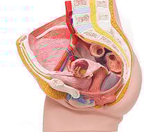 Génital et pelvis Génital et pelvis