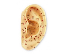 Modèles d'Auriculopuncture