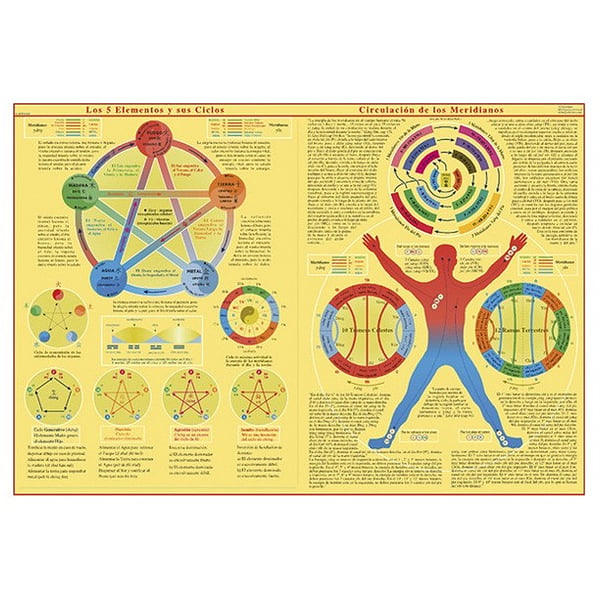 Affiche des cinq éléments et de leurs cycles: Circulation des méridiens
