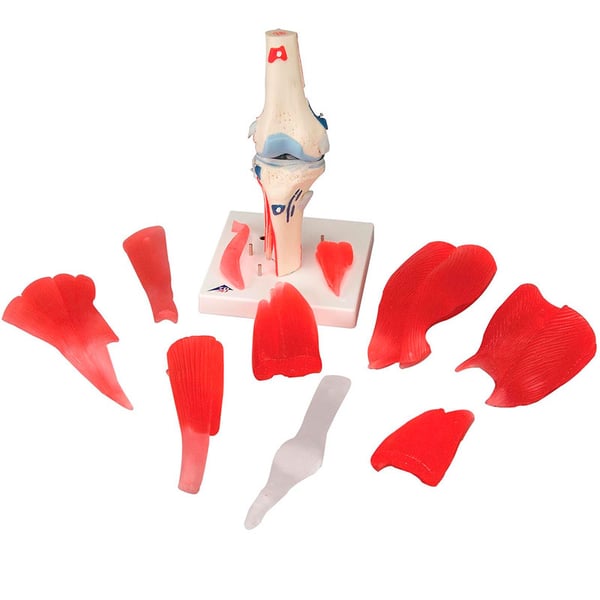 Articulation du genou (12 parties)