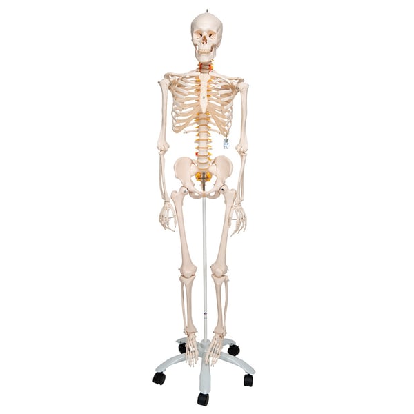 Fred Deluxe Anatomical Skeleton - Squelette flexible sur support à cinq pattes avec roues