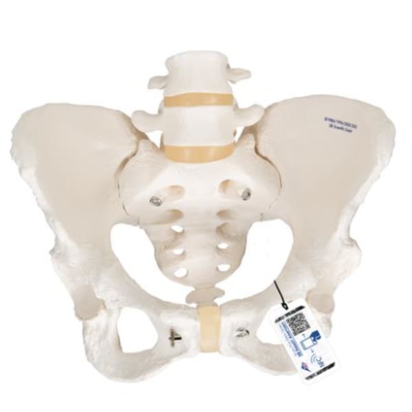 Modèle anatomique du squelette pelvien féminin flexible
