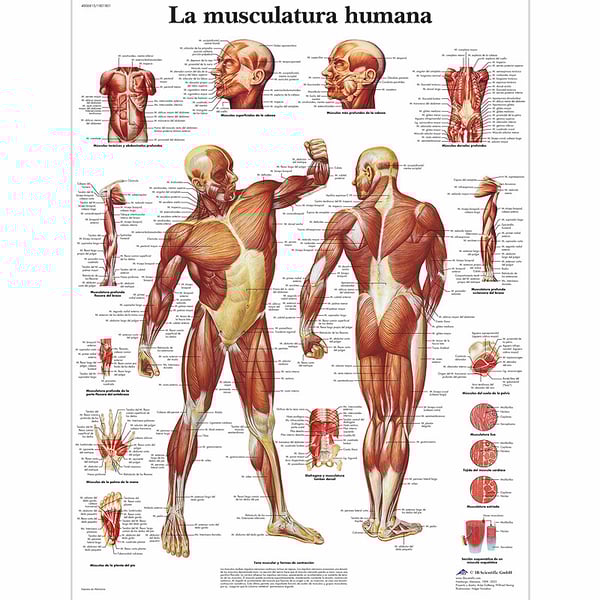 Fiche d'anatomie : Musculature humaine