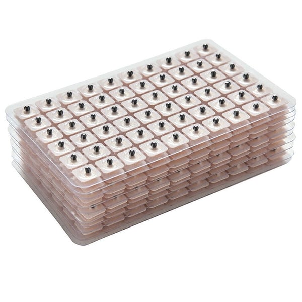 Graines de moutarde : idéales pour les soins d'auriculothérapie (240 unités)