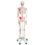 Squelette anatomique Max : avec muscles sur support à cinq pieds avec roues