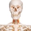 Fred Deluxe Anatomical Skeleton - Squelette flexible sur support à cinq pattes avec roues