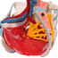 Modèle anatomique du bassin féminin avec ligaments, veines, nerfs, plancher pelvien et organes (six parties)
