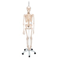 Squelette fonctionnel complet Feldi : suspendu à un pied métallique à cinq roues (Modèle spécial)
