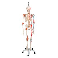 Squelette Anatomique Deluxe Sam - Sur Support Métallique à Cinq Roues