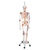 Squelette Anatomique Sam Deluxe - Sur Support Suspendu à Cinq Roues