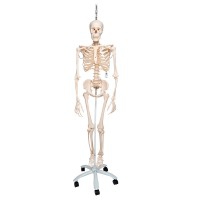 Squelette physiologique Phil : sur support rotatif à cinq roues (spécial kinésithérapie et ostéopathie)