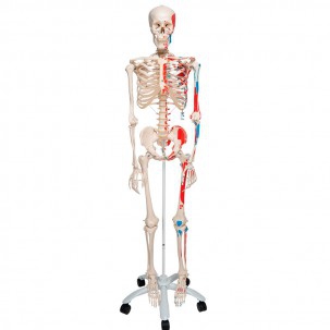 Squelette humain avec insertions musculaires Premium / Squelettes
