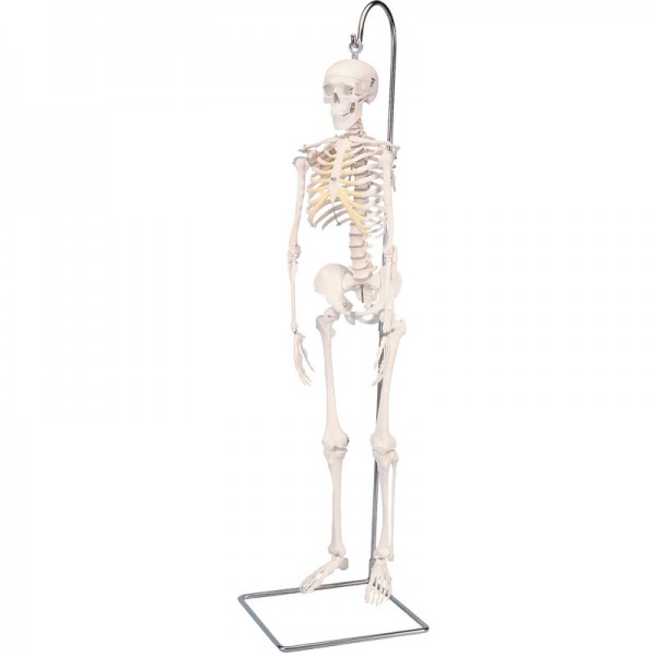 Shorty mini squelette complet sur support suspendu
