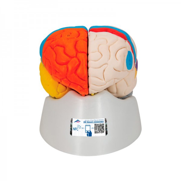 Cerveau neuro-anatomique détachable en huit morceaux