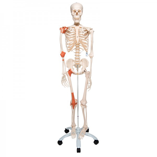 Squelette anatomique du Lion : avec ligaments articulaires et support à cinq pattes avec roues