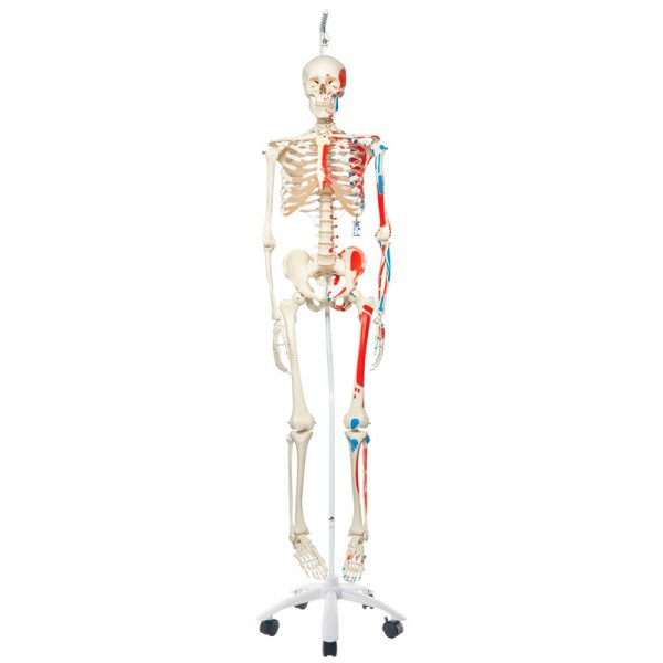 Squelette anatomique Max : doté de muscles et suspendu à un support métallique à cinq roues