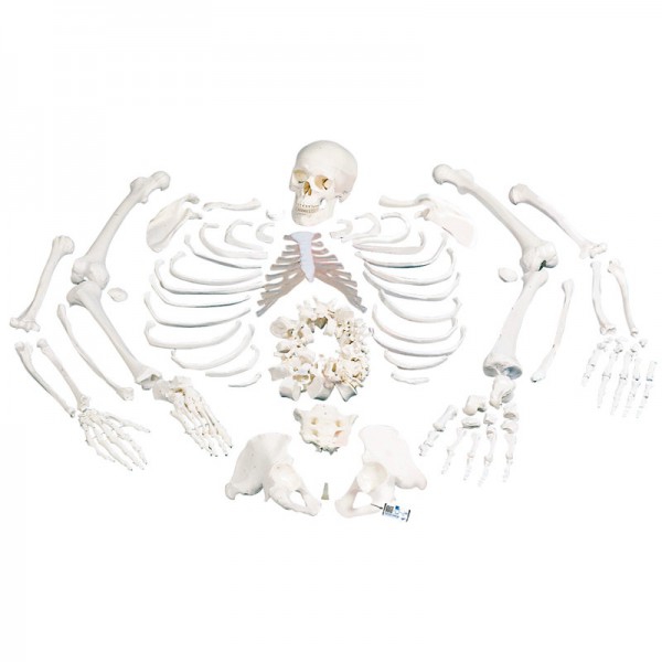 Squelette complet désarticulé : avec crâne en trois parties