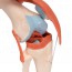 Articulation du genou (modèle fonctionnel)