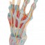 Modèle de squelette de main avec ligaments et muscles