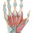 Modèle de squelette de main avec ligaments et muscles