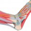 Modèle de squelette de pied avec ligaments et muscles