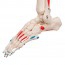 Squelette anatomique Max : avec muscles sur support à cinq pieds avec roues