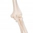 Squelette anatomique du Lion : avec ligaments articulaires et support à cinq pattes avec roues