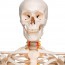Fred Deluxe Anatomical Skeleton - Squelette flexible sur support à cinq pattes avec roues
