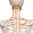 Fred Deluxe Anatomical Skeleton - Squelette flexible sur support à cinq pattes avec roues