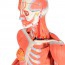 Figurine de réplique humaine à double sexe musculaire (démontée en 45 pièces)