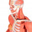 Figure humaine féminine avec muscles (détachable en 23 pièces)