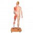 Figurine humaine bisexuelle sur tout le corps (détachable en 39 pièces)