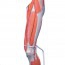 Modèle de muscle de jambe amovible en sept pièces différentes