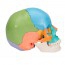 Modèle de crâne détachable de 22 pièces : version éducative