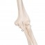 Squelette classique anatomique Stan : sur support à cinq pieds avec roulettes